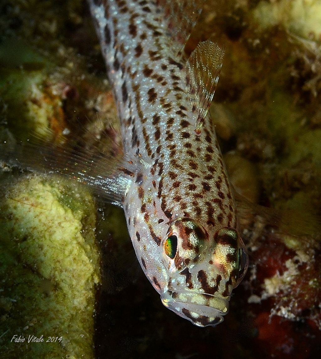 Gobius cf fallax